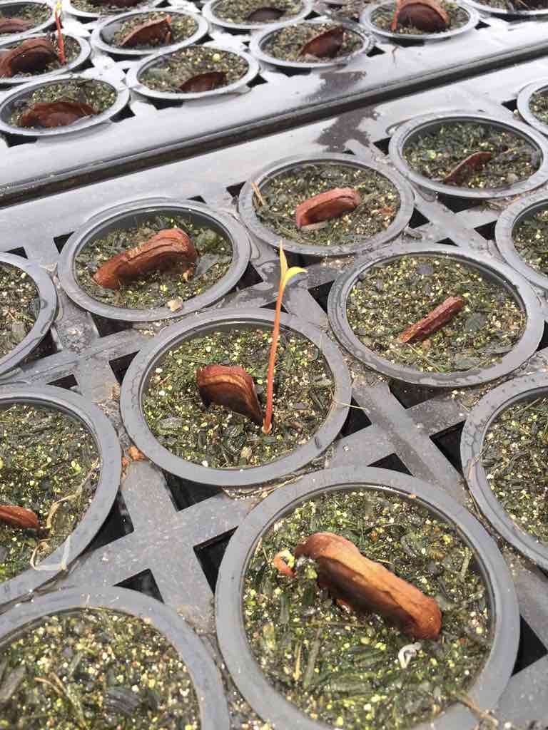 Germinating the first seedlings